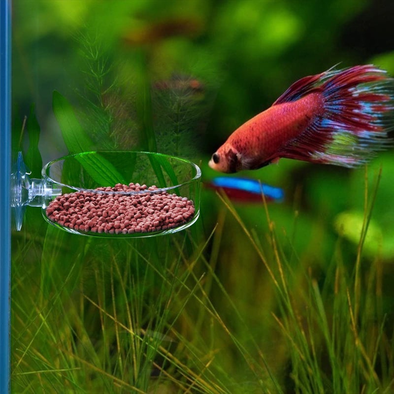 Dannisly Aquarium Glass Feeder Shrimp Feeding Dish Round Clear Fish Tank Food Tray Container Prevent Food Spilling with Suction Cup, 60mm - Image 4